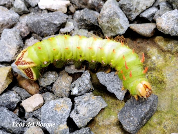 Eacles imperialis (Larva de la Polilla imperial)