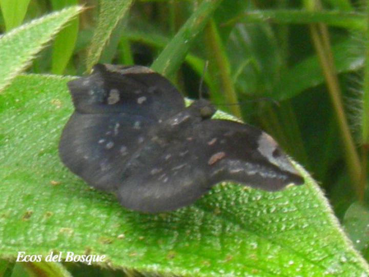 Eantis thraso (Saltarín negro)