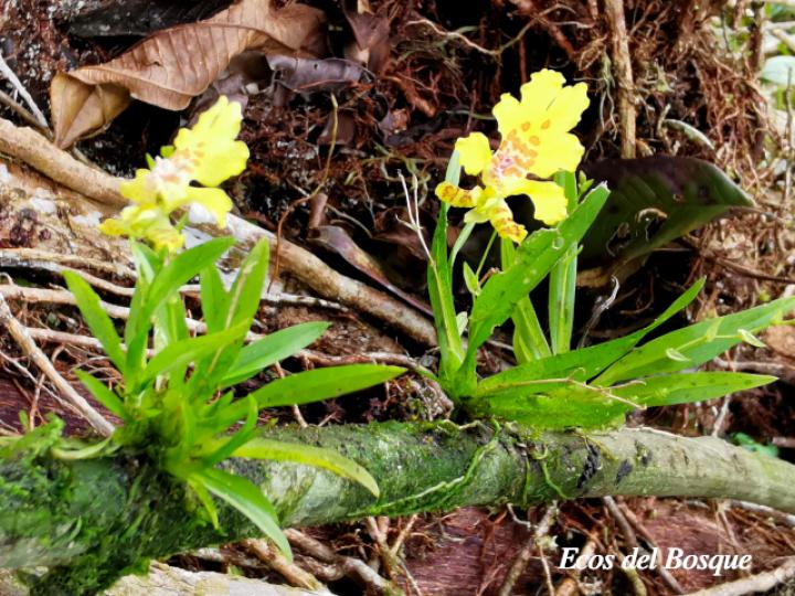 Erycina crista-galli