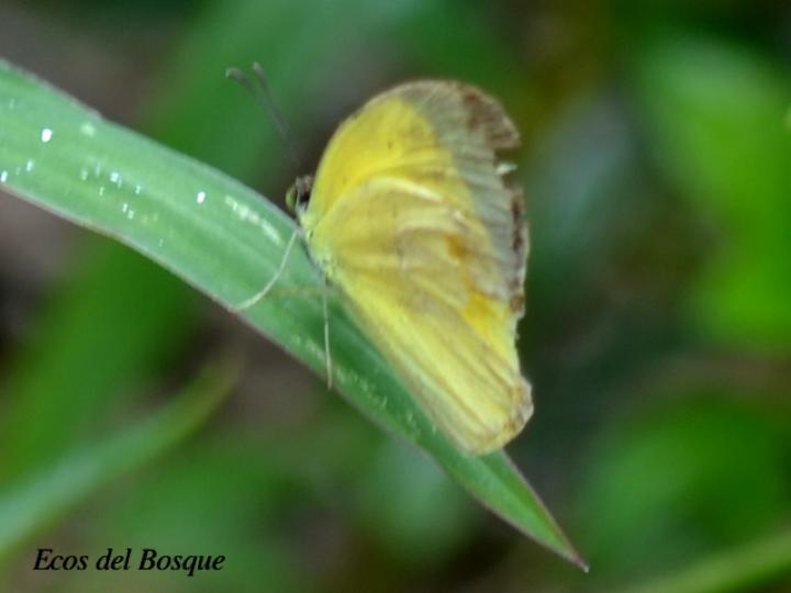 Eurema xanthochlora (Mariposa amarillo tropical)