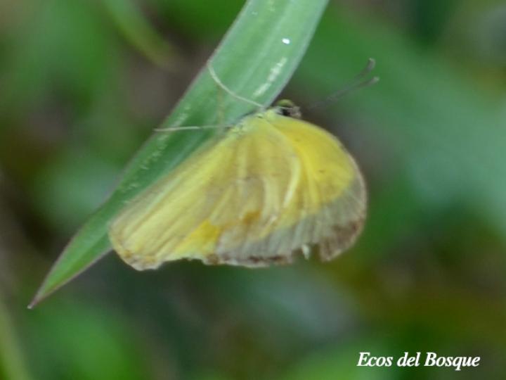 Eurema xanthochlora (Mariposa amarillo tropical)
