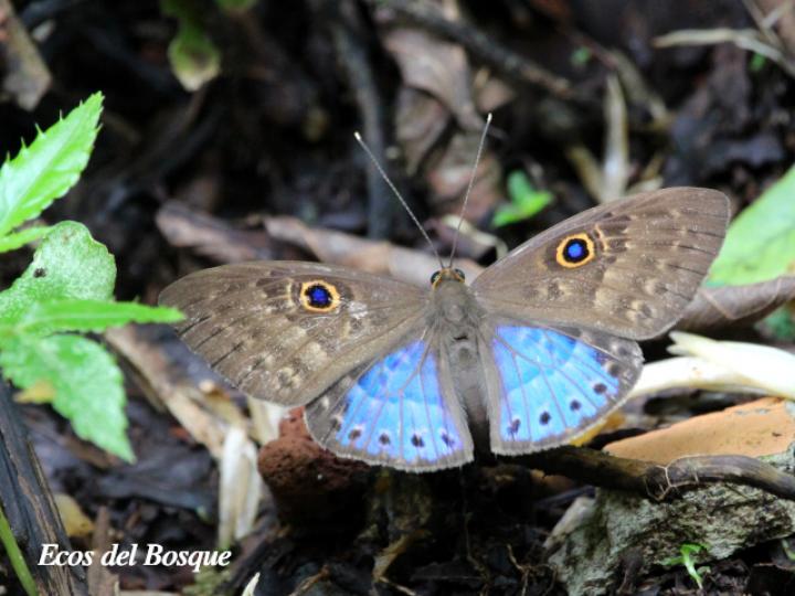 Eurybia lycisca (Euribia alas azules)