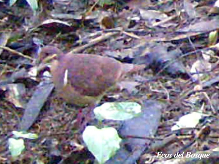 Geotrygon montana (Paloma perdiz rojiza)