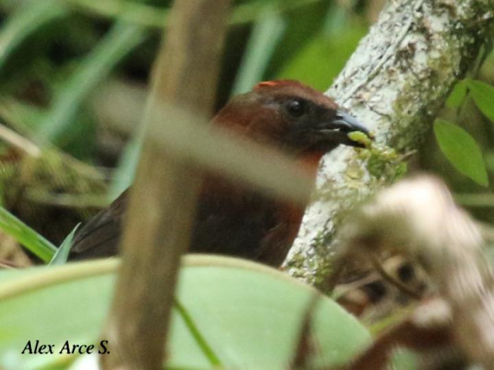 Habia fuscicauda (Tangara hormiguera gorgirroja)