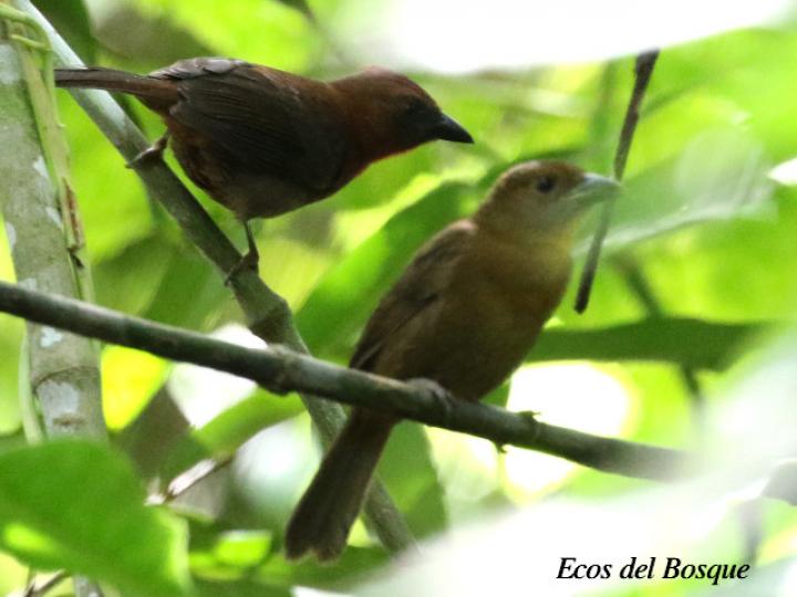 Habia fuscicauda (Tangara hormiguera gorgirroja)