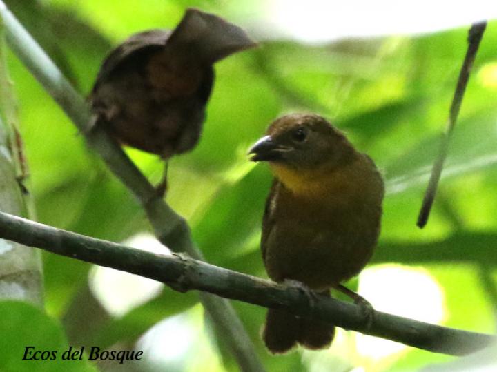 Habia fuscicauda (Tangara hormiguera gorgirroja)