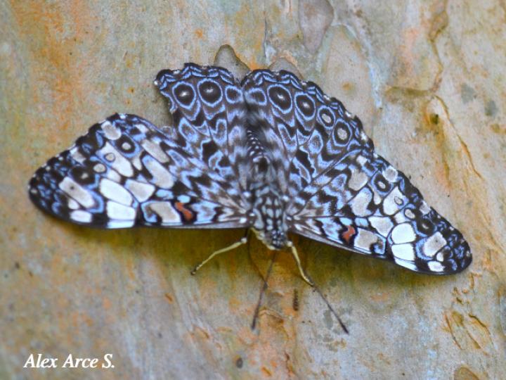 Hamadryas feronia farinulenta