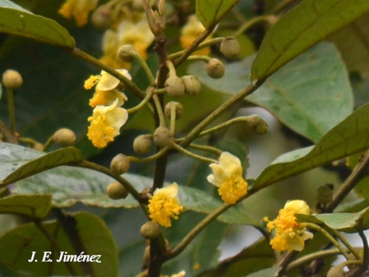 Hampea appendiculata (Burío ratón) Hampea appendiculata (Burío ratón)