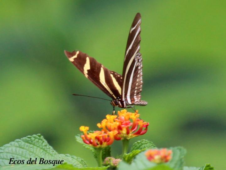 Heliconius charithonia charithonia(Cebrita)