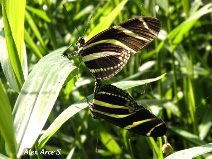 Heliconius charithonia charithonia(Cebrita)