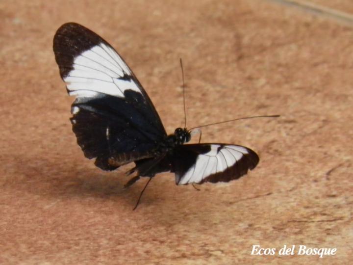 Heliconius cydno galanthus (Cydno alas largas)