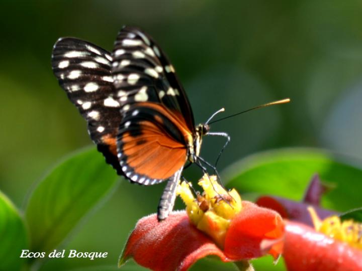 Heliconius hecale zuleika (Hecale alaslargas)