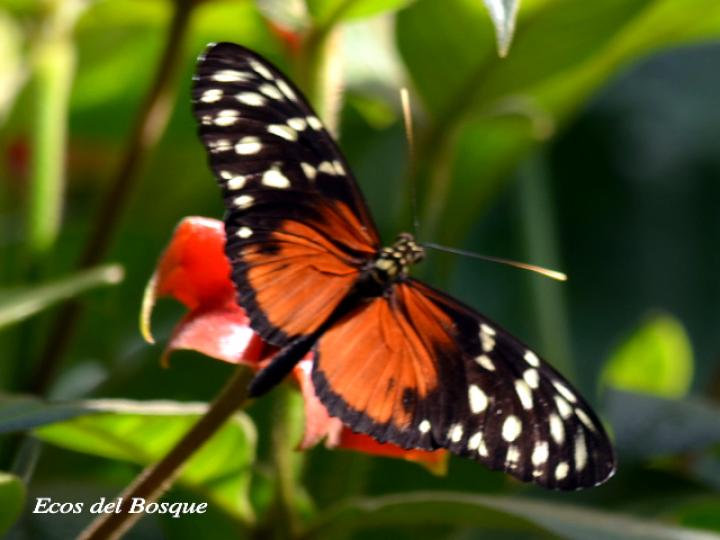 Heliconius hecale zuleika (Hecale alaslargas)