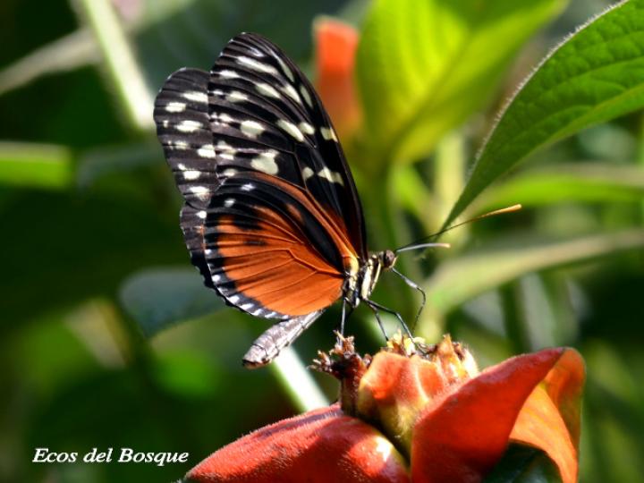Heliconius hecale zuleika (Hecale alaslargas)