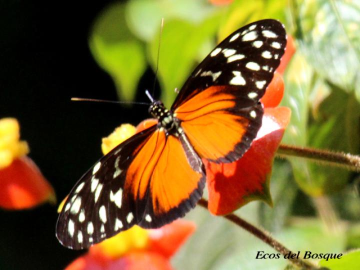 Heliconius hecale zuleika (Hecale alaslargas)