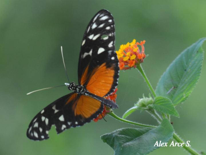 Heliconius hecale zuleika (Hecale alaslargas)