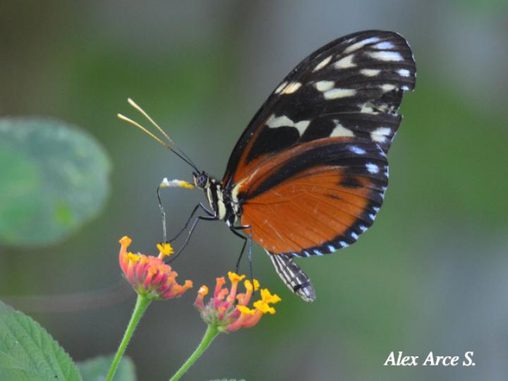 Heliconius hecale zuleika (Hecale alaslargas)