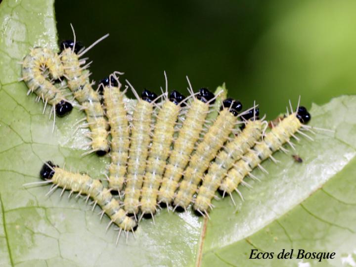Heliconius sapho leuce