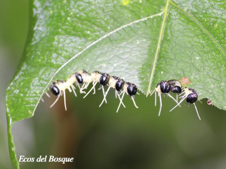Heliconius sapho leuce