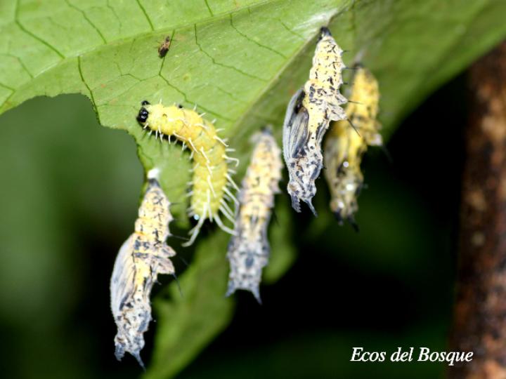 Heliconius sapho leuce