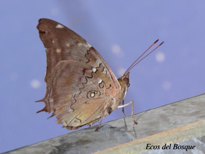 Historis acheronta acheronta (Lumbrera coluda)