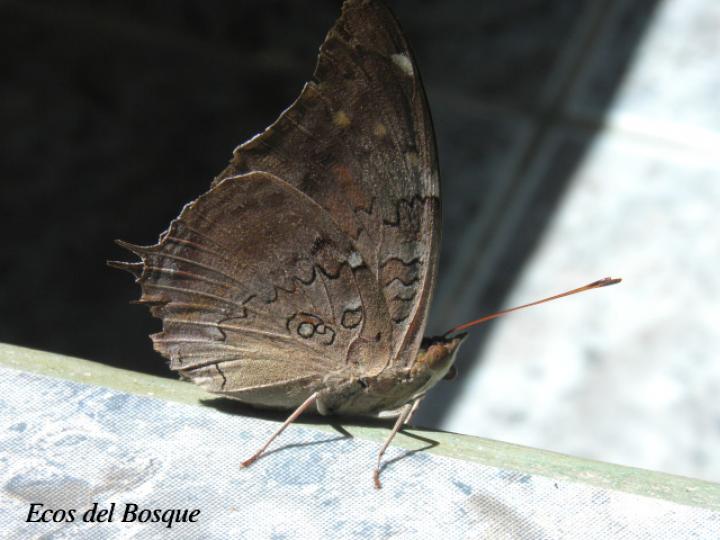 Historis acheronta acheronta (Lumbrera coluda)