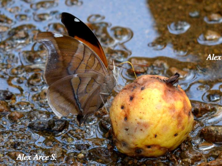 Historis odius dious