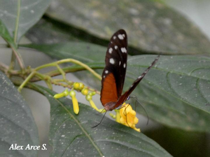 Hyposcada virginiana evanides