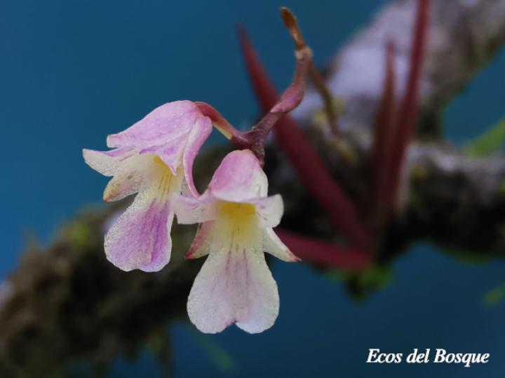 Ionopsis satyrioides