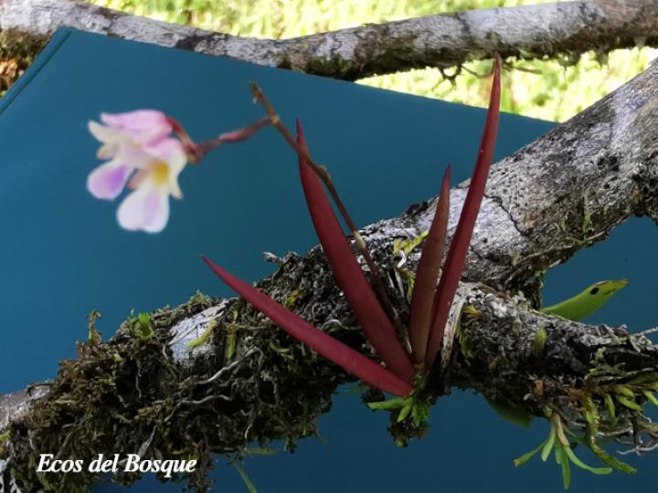 Ionopsis satyrioides