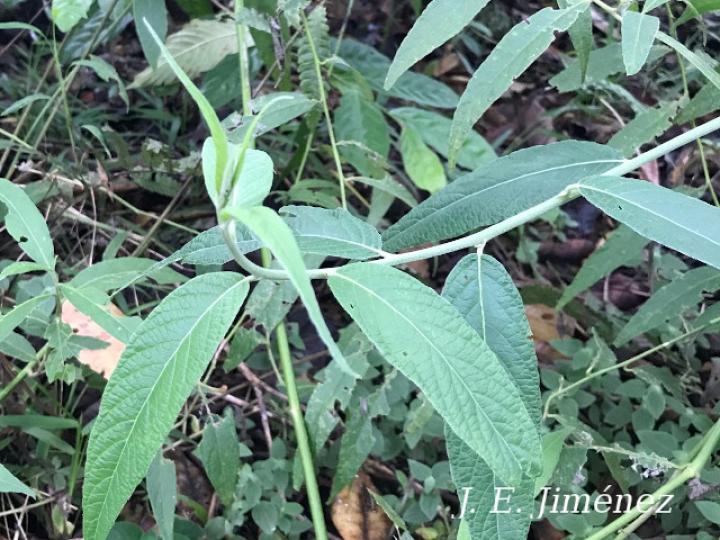 Lepidaploa canescens