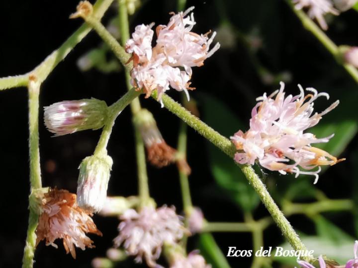 Lepidaploa canescens