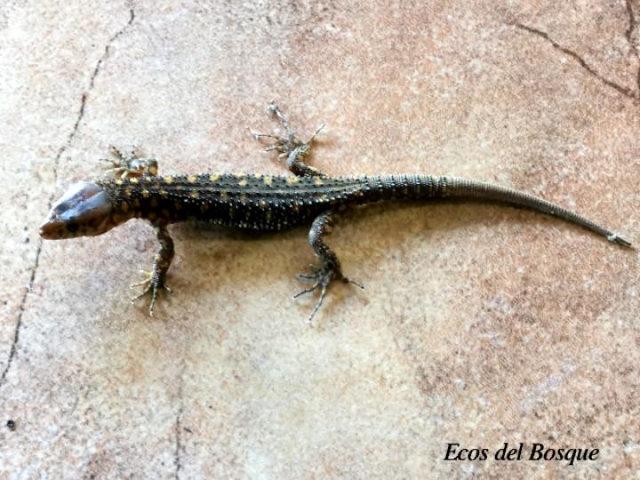 Lepidophyma flavimaculatum (Lagartija nocturna amarillopunteada)