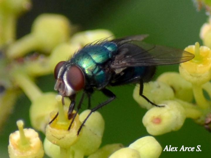 Lucilia eximia (Mosca metálica)