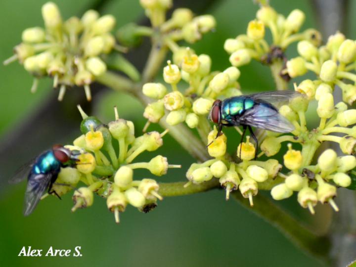 Lucilia eximia (Mosca metálica)