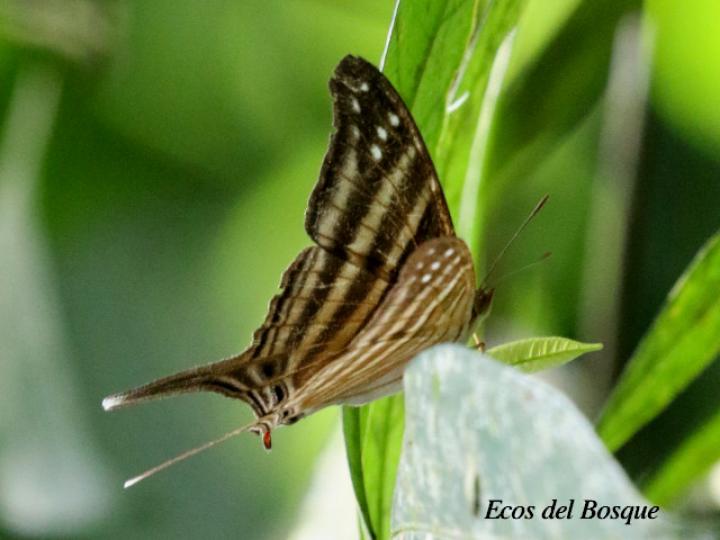 Marpesia chiron marinus (Alas de daga café)