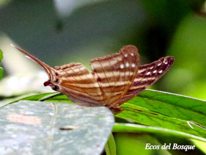 Marpesia chiron marinus (Alas de daga café)