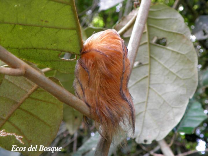 Megalopyge albicollis (Gusano ratón, Tortolocuilo)