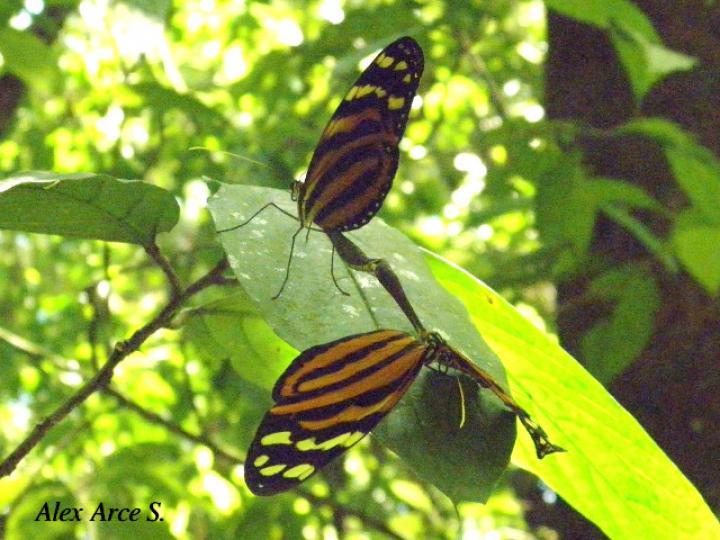 Melinaea lilis imitata (Imitadora ala de tigre)