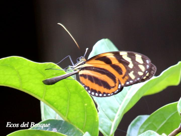 Melinaea lilis imitata (Imitadora ala de tigre)