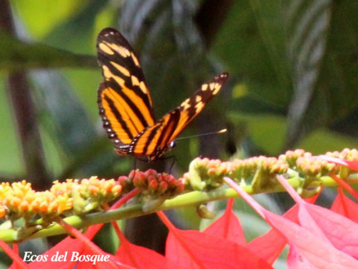 Melinaea lilis imitata (Imitadora ala de tigre)