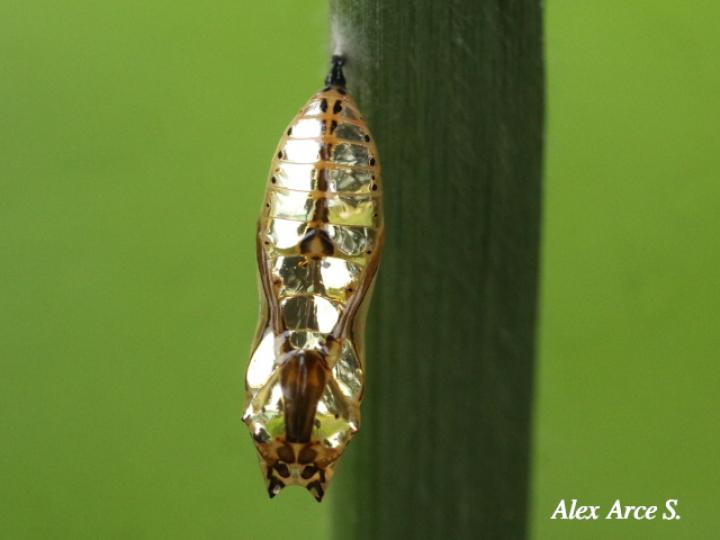 Melinaea lilis imitata (Imitadora ala de tigre)