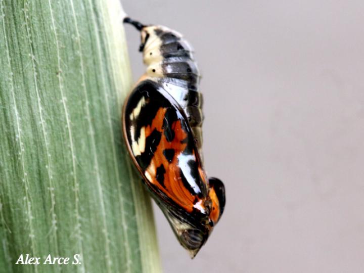 Melinaea lilis imitata (Imitadora ala de tigre)