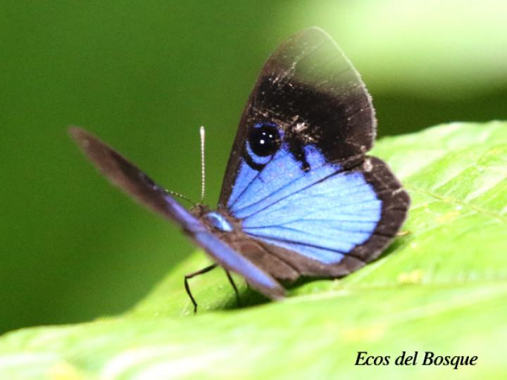 Mesosemia asa asa (Marca de metal ojos azul profundo)