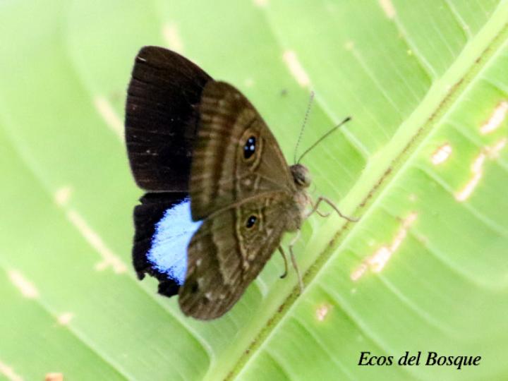 Mesosemia carissima (Marca de metal de ojos y parche azu)