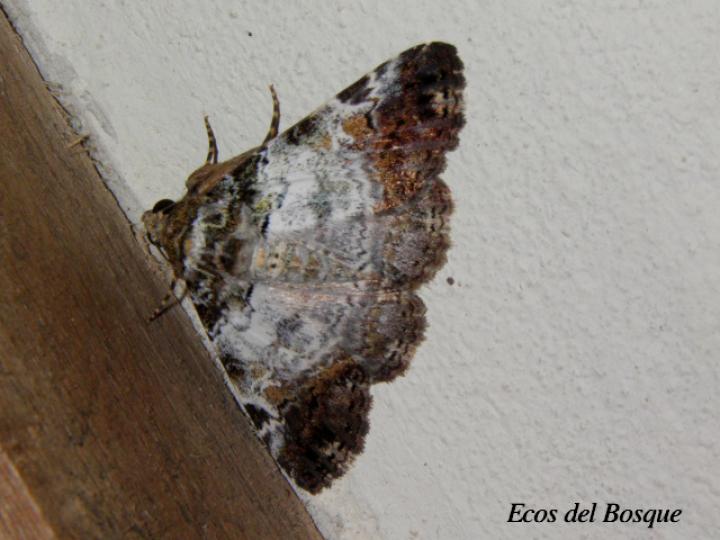 Metria meretricia