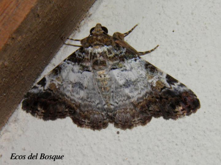 Metria meretricia