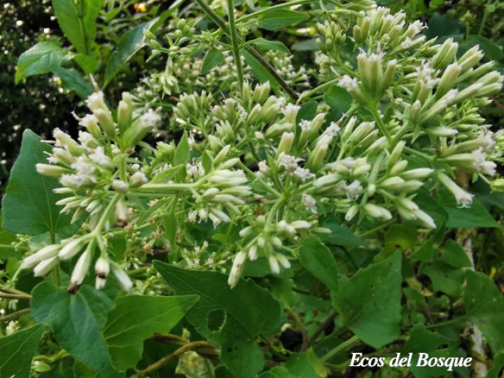 Mikania cordifolia