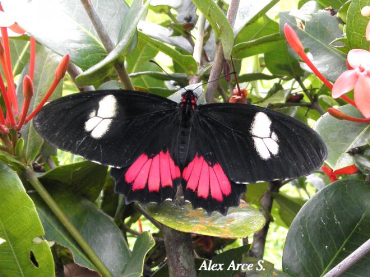 Mimoides ilus branchus (Mariposa cometa ilusión)