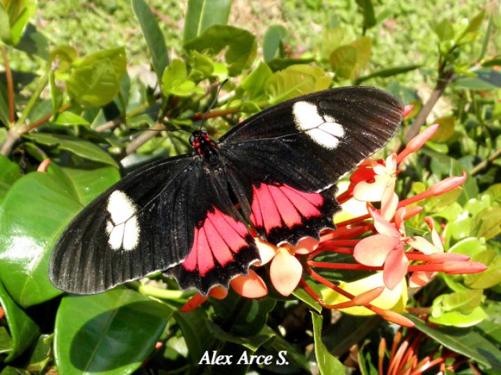 Mimoides ilus branchus (Mariposa cometa ilusión)